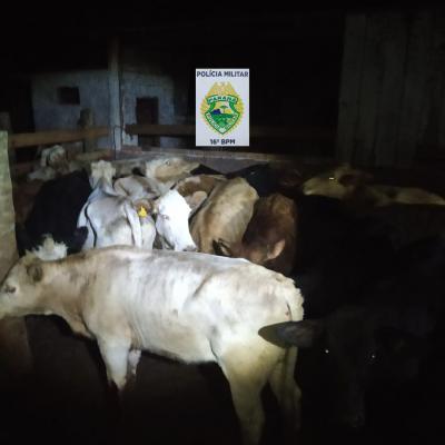 Laranjeiras: Gado furtado em Bituruna Ã© localizado pela PM no Passo Liso